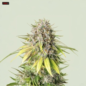 Punch Pie Royal Queen Seeds