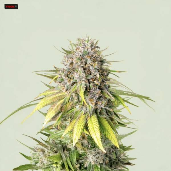 Punch Pie Royal Queen Seeds