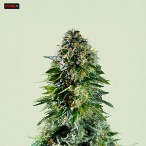Corkscrew Auto RQS