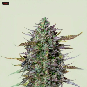 GOAT’lato Auto RQS