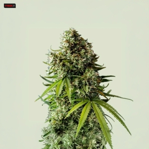 NYC Sour D Auto RQS