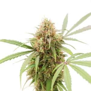 Auto AK Triple Haze Super Sativa Seed Club 