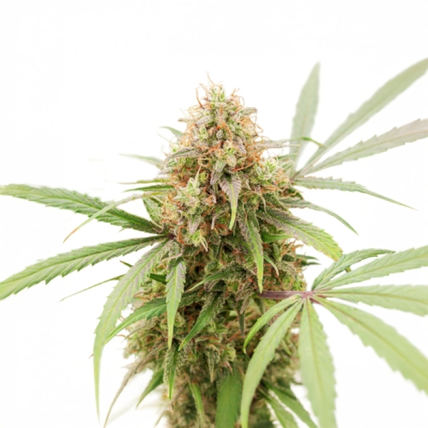 Auto AK Triple Haze Super Sativa Seed Club 