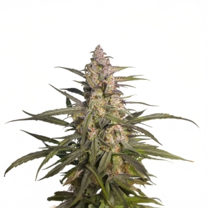 Auto Northern Dragon Fuel Super Sativa Seed Club