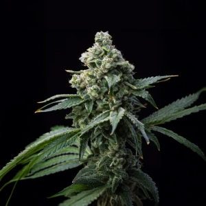Bruce Banner Barney’s Farm