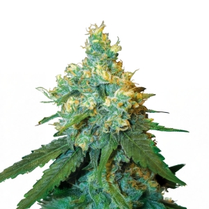 Jack Herer Sensi Seeds