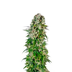 Big Bud Automatic Sensi Seeds