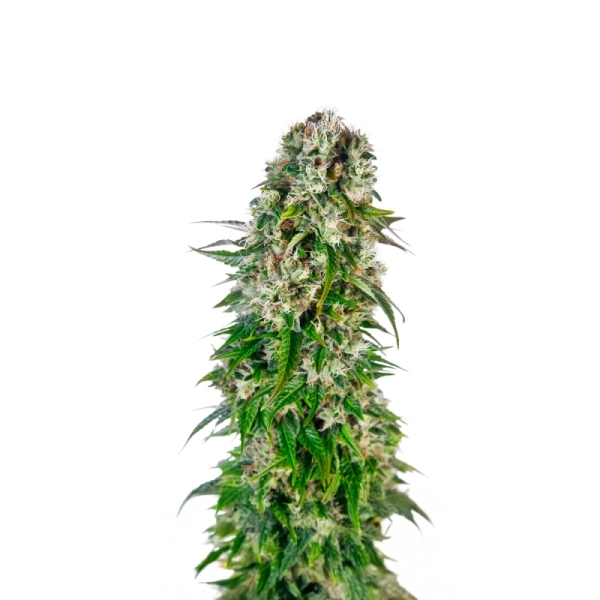 Big Bud Automatic Sensi Seeds