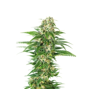 Early Skunk Automatic Sensi Seeds