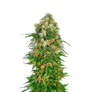 Shiva Skunk Automatic Sensi Seeds