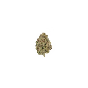 Silver Haze XXL Auto Growers Choice