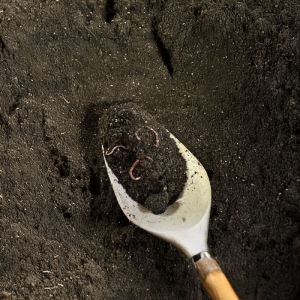 Worm Castings Organic Earth 
