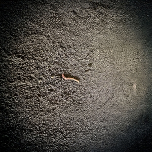 Organic Worm Castings