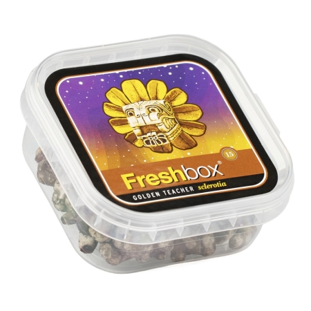 Freshbox Golden Teacher