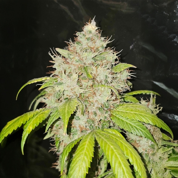 Karma Genetics 95 Banger