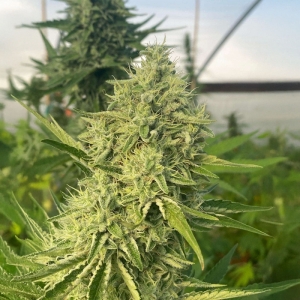 Black Beard Karma Genetics