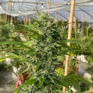 Karma Genetics Goji Biker