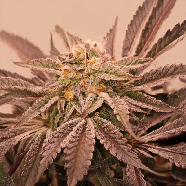 Karma Genetics Hindu Runtz