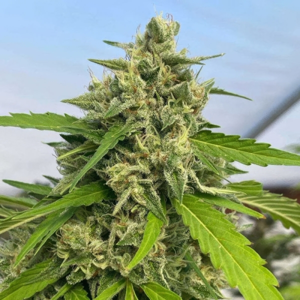Judge Dread Karma Genetics