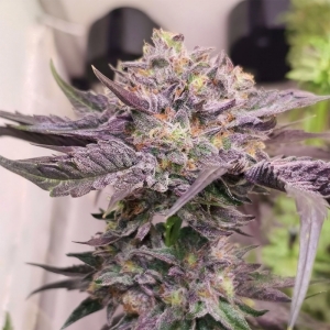 Karma Genetics Pink Bacio