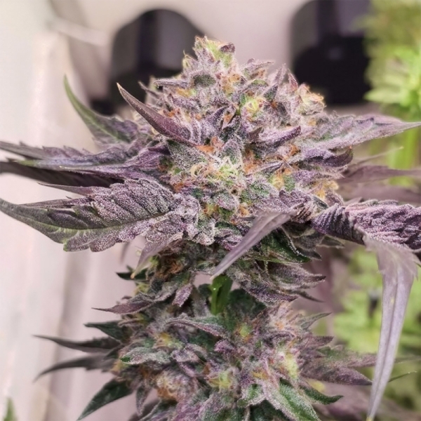 Karma Genetics Pink Bacio