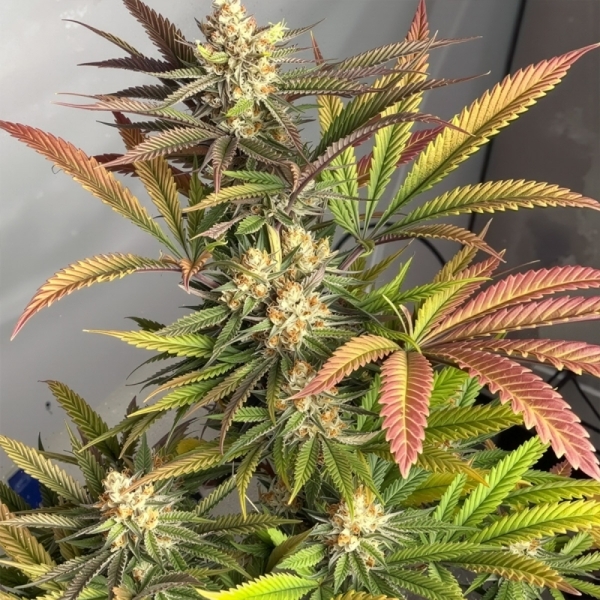 Karma Genetics Pink Crumble