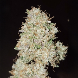 Karma Genetics Pink Fritter