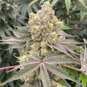Karma Genetics Mop Chopper