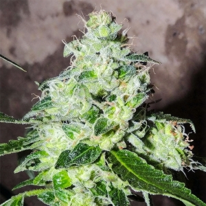 Headbanger Karma Genetics