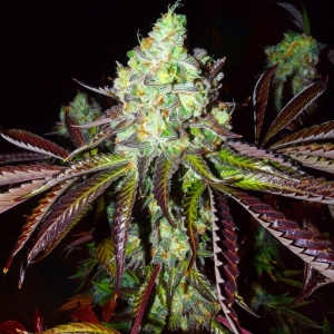 Karma Genetics Pink Paletas