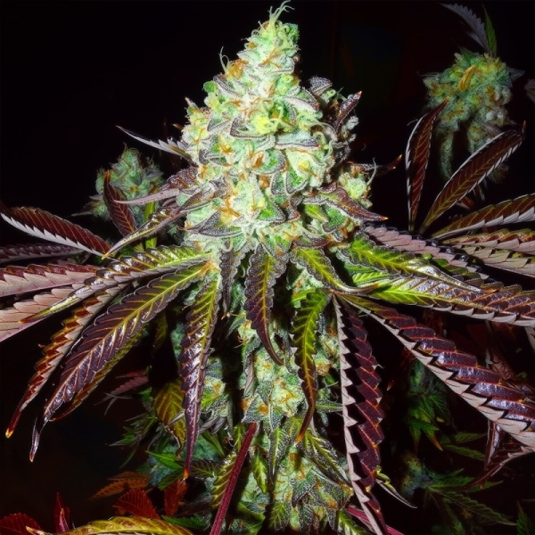 Karma Genetics Pink Paletas