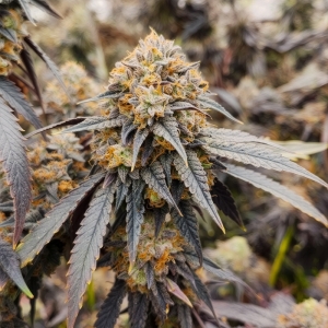 Karma Genetics Pink Payton