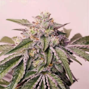 Pink Pie Karma Genetics