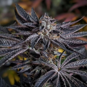 Karma Genetics Pink Sherb