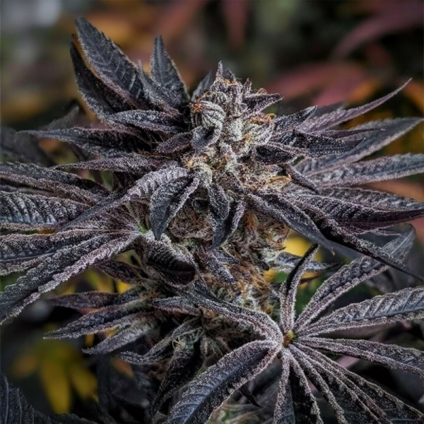 Karma Genetics Pink Sherb
