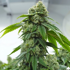 Biker Kush Karma Genetics