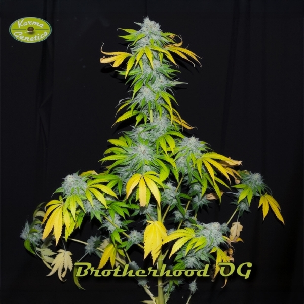 Brotherhood OG Karma Genetics