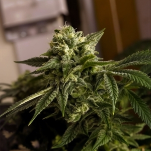 O.D.B. Karma Genetics