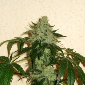 Road Dawg Karma Genetics