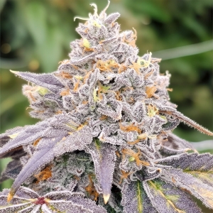 Karma Genetics Zowahh Fresca LTD