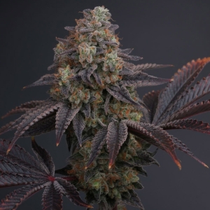 Karma Genetics Zowahh V2.0