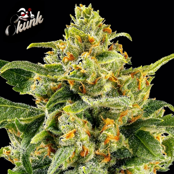Skunk #1 Barney’s Farm