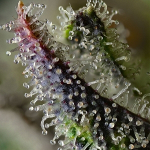 Barney's Farm Skunk #1