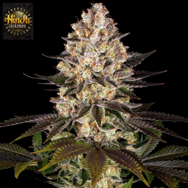 Hindu Kush Barney’s Farm