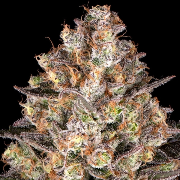 Barney's Farm Hindu Kush