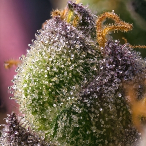 Hindu Kush BF