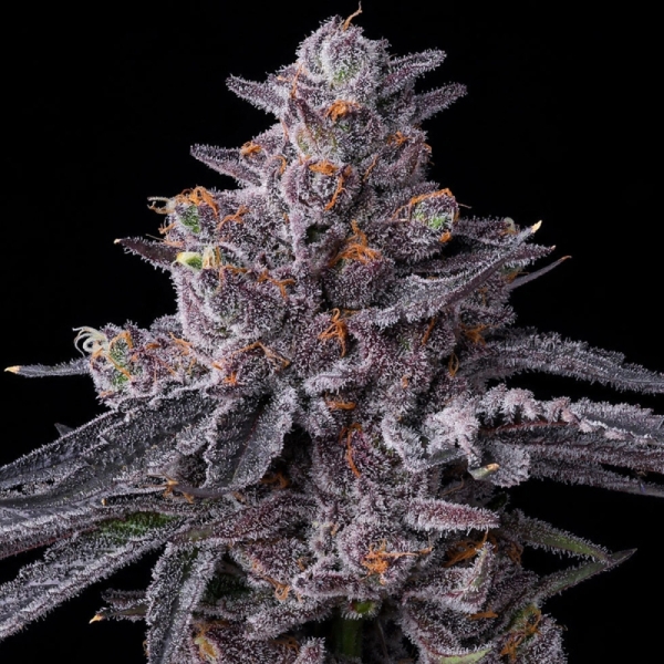 Barney's Farm Zillions