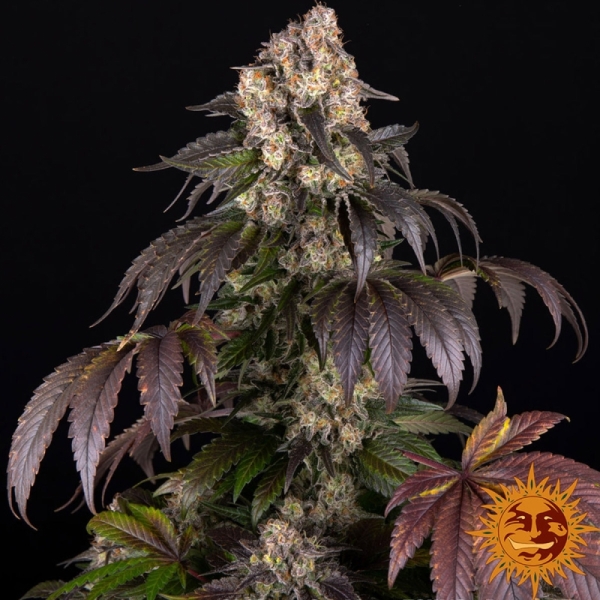 Girl Scout Cookies Barney’s Farm