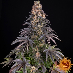 Girl Scout Cookies BF