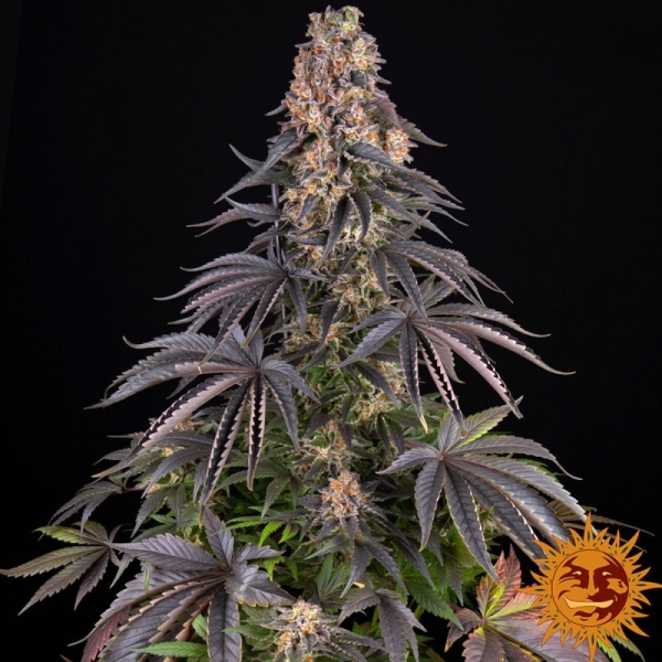Girl Scout Cookies BF